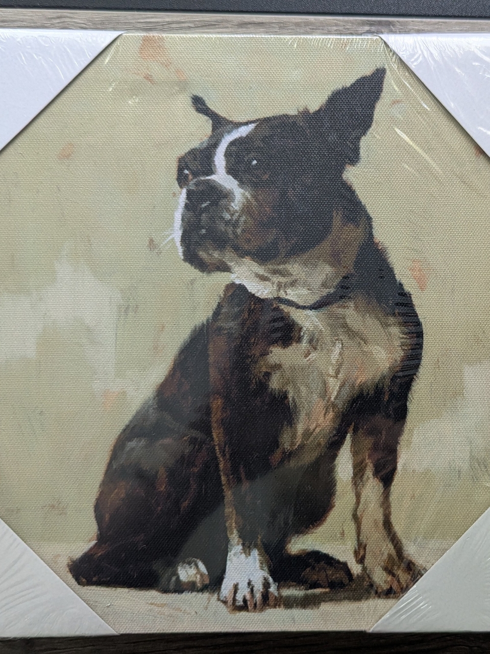 Canvas Pet Art Print - Brown and White Boston Terrier